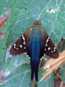 Long-tailed Skipper