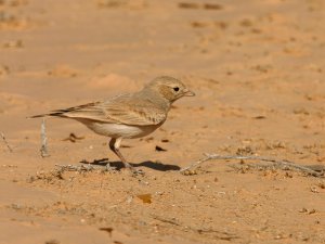 Bar-Tailed lark