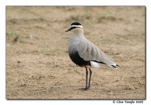 Sociable Plover