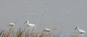 Eurasian Spoonbill - Platalea leucordia