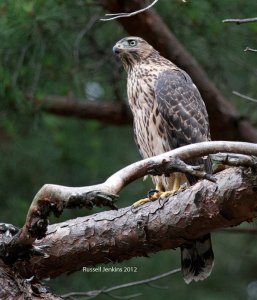 Northern Goshawk