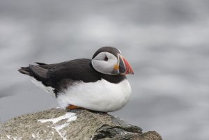 Puffin