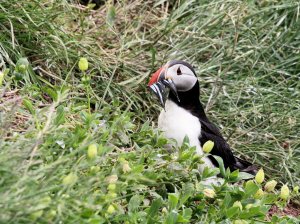 Puffin