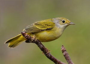 Yellow Warbler