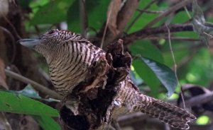 Female Fasciated Antshrike