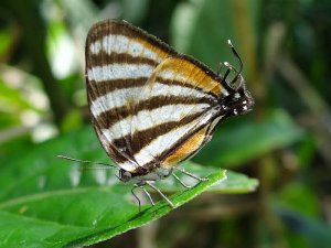 Togarna Hairstreak