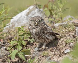 Little Owl, Seaforth NR, 8 July 2012