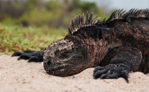 Marine Iguana