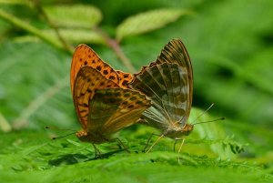 a pair of silver-washed fritillaries