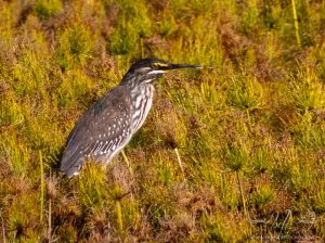 Green Backed Heron