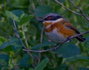 Cape Batis