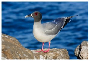 Swallow-tailed Gull