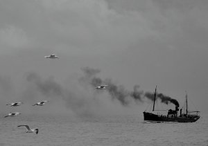 Steamboat and gulls