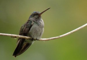 Charming Hummingbird, Costa Rica
