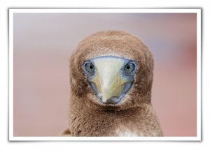 Masked Booby