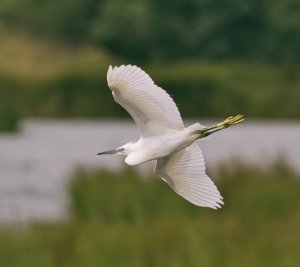 Little Egret, Burton Mere RSPB, 15 July 2012