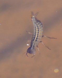 larva of the great diving beetle