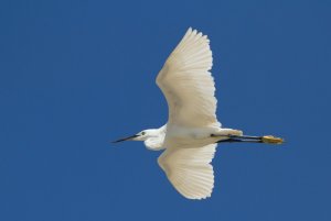 Little Egret in flight