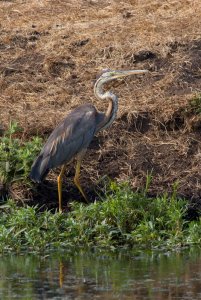 Purple Heron