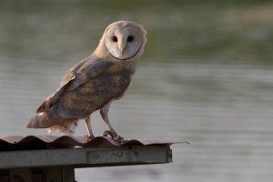 Barn Owl on nest box