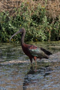 Glossy Ibis