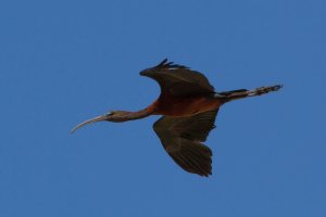 Glossy Ibis in flight