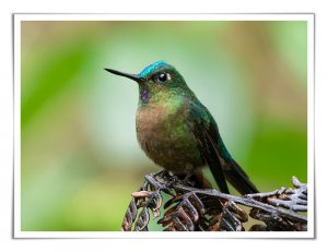 Violet-tailed Sylph