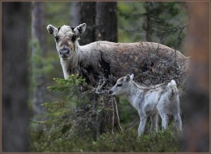 Forest reindeers