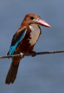 White-throated Kingfisher