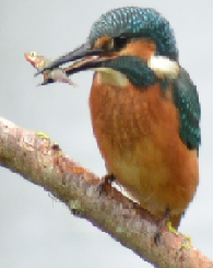 kingfisher