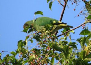 Tanna fruit dove 1