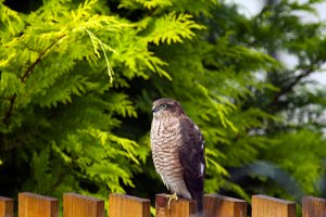 Sparrowhawk posing