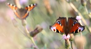 European Peacock