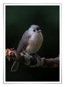 Tufted titmouse