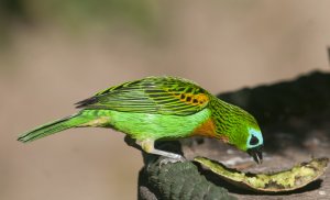 Brassy breasted Tanager