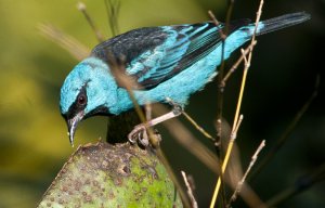 Blue Dacnis, Male