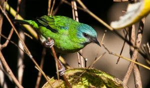 Blue Dacnis Female