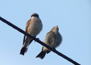 Red-backed Shrike (dad and daughter?)