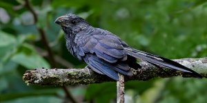 Groove billed Ani