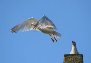 parent and young seagulls