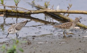 Sandpipers in Seattle