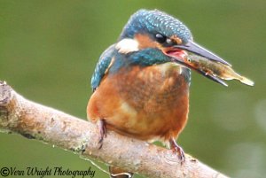 kingfisher taken at upton warren