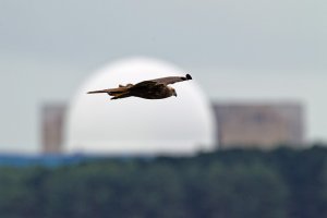 Marsh Harrier for Mahsleb