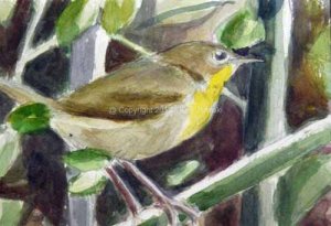 Common Yellowthroat in Backyard