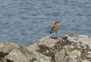 Wheatear