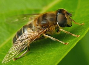 Fly on leaf