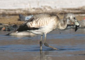 Juvenile Andean Flamingo