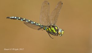 Southern Hawker