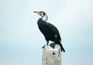 Great Cormorant