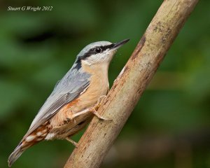 Nuthatch